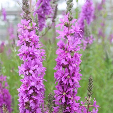 Pondside Plants Sustainably Grown in the UK .